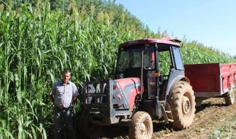Türkiye’de ilk kez hasadı yapılacak! Sorgum sudan otu melezi ekonomiye katkı sağlayacak – Son Dakika Yaşam Haberleri