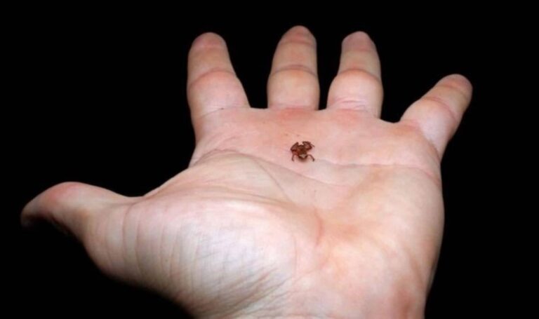 Tırnaktan daha küçük bir minyatür kurbağa türü bulundu – Son Dakika Bilim Teknoloji Haberleri