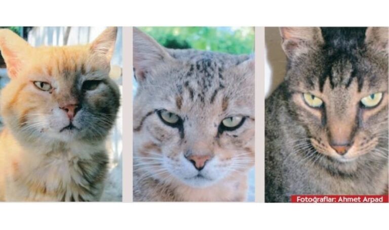 Kedi, dokuz canlı – Son Dakika Pazar Yazıları Haberleri