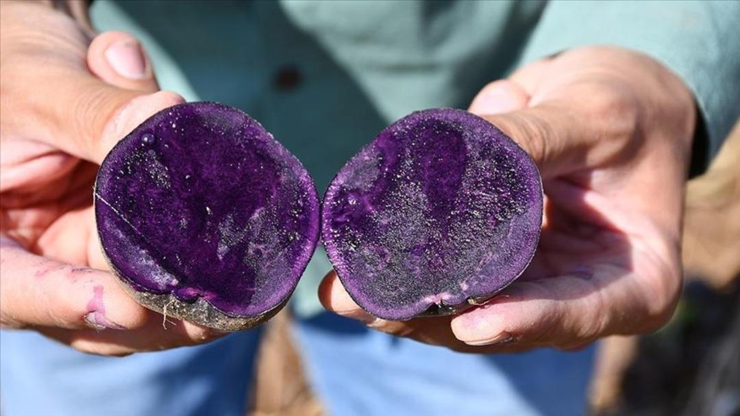 thumbs_b_c_b5623e3837c7d422c2cfdb3b1eb6a5