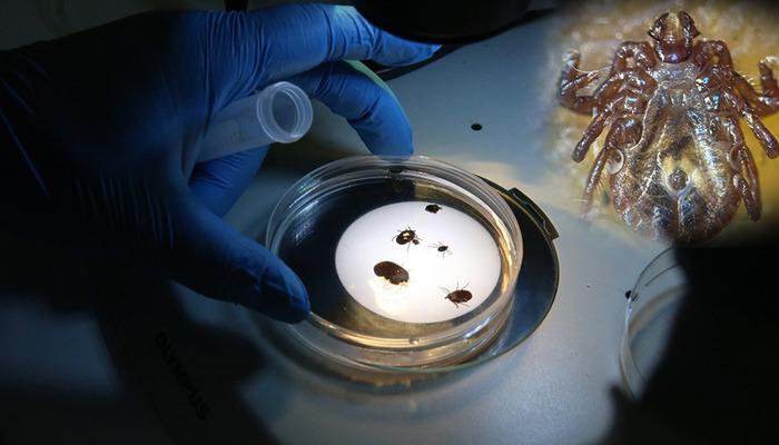 Uzak doğu kökenli kene Türkiye’de kayıtlara geçti! 30’dan fazla hastalık taşıyor!