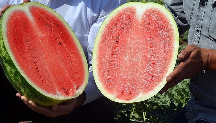 Karpuzun gizli yüzü: Tatlı ve tehlikeli olabilir! Karpuzu yanlış yiyorsanız dikkat: Özellikle bu hastalar dikkatli tüketmeli