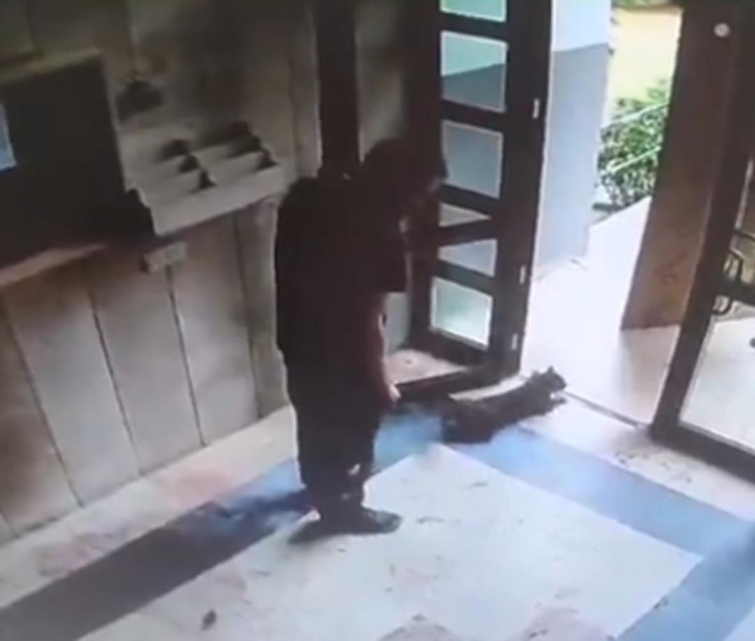 Daşakşağhir'de Kan Dondurucu Olay: Kediyi acımasızca öldürdü! İfade ortaya çıktı: